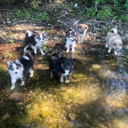 Icelandic Sheepdog Puppies from Kessel Run Icelandic Sheepdogs