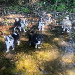 Icelandic Sheepdog Puppies from Kessel Run Icelandic Sheepdogs