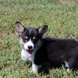Pixie - Pembroke Welsh Corgi puppy from Fire Sweep Ranch