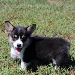 Pixie - Pembroke Welsh Corgi puppy from Fire Sweep Ranch