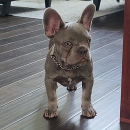 Girl 2 - French Bulldog puppy in Prosper, Texas from Luz French Bulldogs