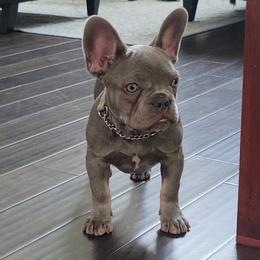 Girl 2 - French Bulldog puppy in Prosper, Texas from Luz French Bulldogs