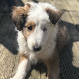 Bernese Mountain Dogs and Shetland Sheepdogs from Heslip Family Puppies
