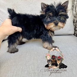 Axel - Black and gold male Yorkshire Terrier puppy in Bloomingdale, Georgia from Harrington Yorkies