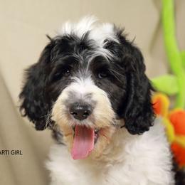 Black parti girl - Parti female Labradoodle puppy in Colonial Beach, Virginia from Bristol Mine Kennels