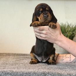 Little Blue Girl - Black and tan female Black and Tan Coonhound puppy in Oregon from Toodaloo Coonhounds