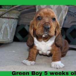 Boy 3 - Basset Hound puppy in Texas from Basset Hounds of Jacksboro, Tx