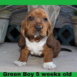 Boy 3 - Basset Hound puppy in Texas from Basset Hounds of Jacksboro, Tx