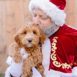 Espresso - Red  male Goldendoodle puppy in Spanish Fork, Utah from K Brand Doodles