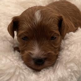 Finn - Red  male Goldendoodle puppy in Kansas City, Kansas from Bella & Ivy’s Mini Goldendoodles of KC