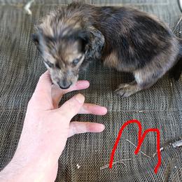 Dachshund Puppies from Bailey's Dachshunds