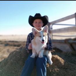 Pembroke Welsh Corgi Puppies from Merrygold Corgis