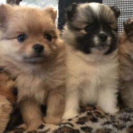 Pomeranian Puppies from Regal Poms