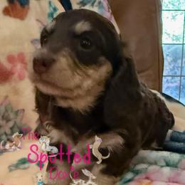 Little Chocolate and cream gal - Chocolate and cream female Dachshund puppy in Mt. Pleasant, Texas from The Spotted Doxie