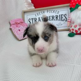 Rain - Blue merle and white male American Corgi puppy in Waskom, Texas from Piney Woods Corgis