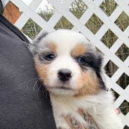 Royal (with tail) - Blue merle male Miniature American Shepherd puppy in Olympia, Washington from Shamayim Shepherds