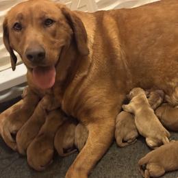 Female pick 3 - Yellow female Labrador Retriever puppy in Wardensville, West Virginia from Sager’s Labrador Puppies