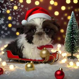 Scout - Shih Tzu puppy from Bows and Bot Ties