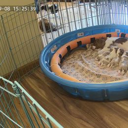 Cavalier King Charles Spaniel Puppies from Angelic Cavaliers