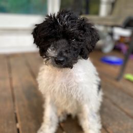 Goldendoodle Puppies from Mickey and Molly-multi-gen goldendoodles