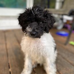 Goldendoodle Puppies from Mickey and Molly-multi-gen goldendoodles