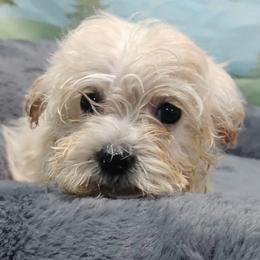 Princess Peach - Apricot female Maltipoo puppy in Neosho, Missouri from Cooley's Cuddle Pups