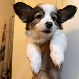 "Rory (Ashe X Qirin)" Pembroke Welsh Corgi Puppies from Ohana Corgis Inc