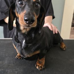 Raven - Dachshund