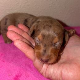 Bo Peep - Dapple female Dachshund puppy in Grass Valley, California from Mis Doxie