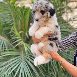 Aussiedoodle, Bernedoodle, Goldendoodle, and Poodle Puppies from Teddy Doodles & Standard Poodles