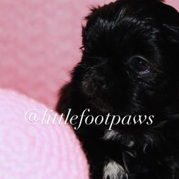 Cookies n Cream - Black and white female Shih Tzu puppy in Texas from Little Foot Paws 🐾