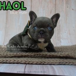 Chaol Westfall - Blue male French Bulldog puppy in Loxahatchee, Florida from Blue Wonder Frenchies