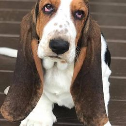 Basset Hounds, Cavalier King Charles Spaniels, and Mastiffs from Southern Oaks Kennel