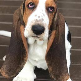 Basset Hounds, Cavalier King Charles Spaniels, and Mastiffs from Southern Oaks Kennel