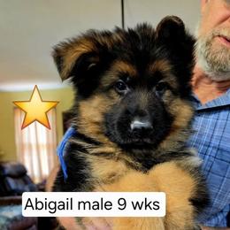 Blue collar - Black and red male German Shepherd puppy in Chrisney, Indiana from Indiana German Shepherds