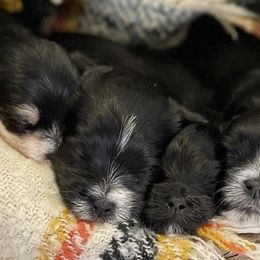 Companion Crosses, Maltese, and Silky Terriers from Silky Malti Puppies