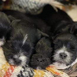 Companion Crosses, Maltese, and Silky Terriers from Silky Malti Puppies