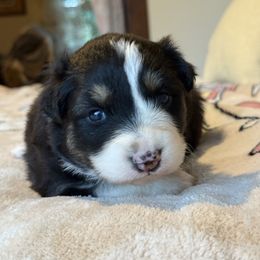 Pippy - Black tri-color female Australian Shepherd puppy in Yelm, Washington from Country Rose Australian Shepherds