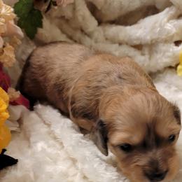 Dachshund Puppies from CLARK'S BREEDING PROGRAM