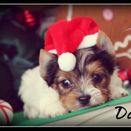 Dax - Parti male Yorkshire Terrier puppy in Warren, Michigan from Danielle's Yorkie & Shih Tzu Babies