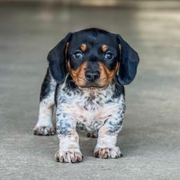 Girl Smooth Pie AKC - Piebald female Dachshund puppy in Denton County, Texas from T/K Jack Russell Terriers & Dryline Dachshunds