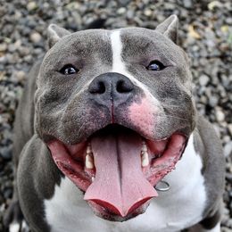 Rose - American Bully