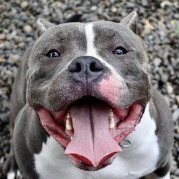 Rose - American Bully