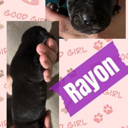 Rayon - Black female Great Dane puppy in Wellsville, New York from Prophecy Danes