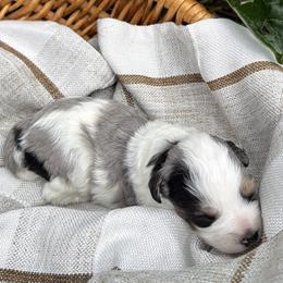Bud - male Australian Mountain Doodle puppy in Tryon, North Carolina from Melrose Mountain Farm