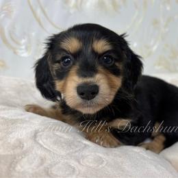 Girl 3 - Black and cream female Dachshund puppy in Jonesboro, Illinois from Twin Hills Dachshunds