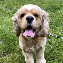 Valentino - Cocker Spaniel