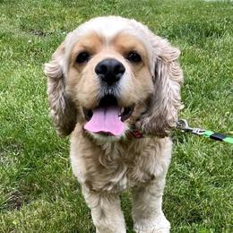 Valentino - Cocker Spaniel