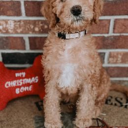 Golden Retrievers and Labradoodles from Mount Olive Doodles