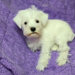 Girl 4 - White Miniature Schnauzer puppy in Dearing, Georgia from Milburn Miniature Schnauzers